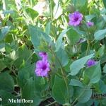 Mirabilis multiflora - Mirabilis multiflora