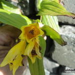 Tricyrtis ishiiana - Paddenlelie / Armeluisorchidee