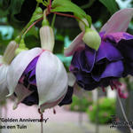 Fuchsia 'Golden Anniversary' - Bellenplant