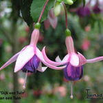 Fuchsia 'Dijk Van Tuin' - Bellenplant