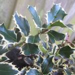 Ilex aquifolium 'Silver Queen' - Hulst