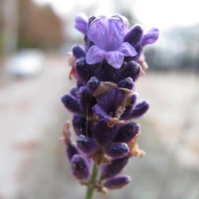 Lavendel - Lavandula angustifolia 'Dwarf Blue'