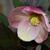 Helleborus x ericsmithii HGC 'Pink Frost'