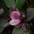 Helleborus x ericsmithii HGC 'Pink Frost'