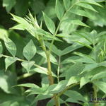 Glycyrrhiza yunnanensis - Chinees Zoethout