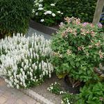 Salie - Salvia nemorosa 'Sensation White'