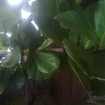 Ficus lyrata - Vioolbladplant, tabaksplant