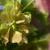 Helleborus x hybridus 'SPRING PROMISE Elly'