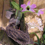 Dendrobium trantuanii - Orchidee