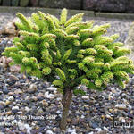 Picea orientalis 'Tom Thumb Gold' - Kaukasische dwergspar