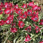 Tulipa 'Little Beauty' - Tulp, dwergtulp