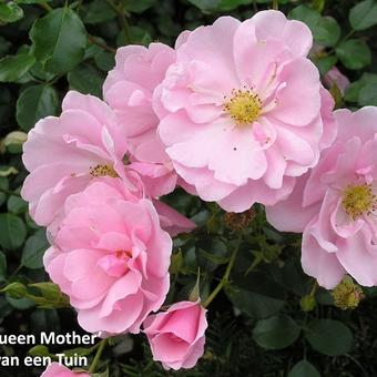 Rosa 'Queen Mother'