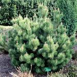 Pinus mugo subsp. mugo - Pijnboom, Bergden
