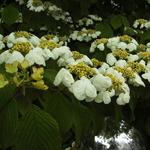 Japanse sneeuwbal - Viburnum plicatum f. tomentosum 'Mariesii'