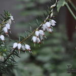 Erica x darleyensis - Winterheide, Dopheide - Erica x darleyensis
