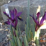 Iris reticulata 'George' - Dwergiris