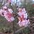 Viburnum x bodnantense 'Charles Lamont'