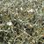 Centaurea spinosa ssp. spinosa