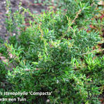 Berberis x stenophylla 'Corallina Compacta' - Zuurbes