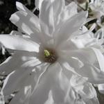 Magnolia stellata 'Waterlily' - Stermagnolia