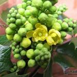 Mahonia aquifolium 'Smaragd' - Mahoniestruik