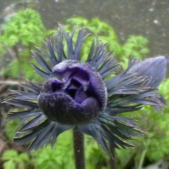 Anemone coronaria 'Mr Fokker'