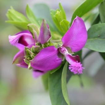Polygala myrtifolia 'Bibi Pink