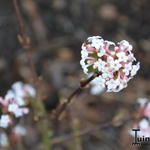 Viburnum grandiflorum - Sneeuwbal, Himalaya Viburnum.