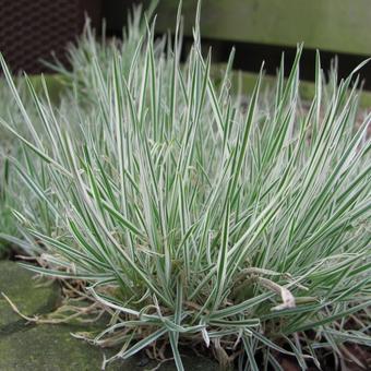 Arrhenatherum elatius 'Variegatum'