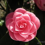 Camellia japonica (Roze) - Camelia - Camellia japonica (Roze)