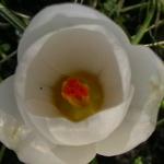 Crocus chrysanthus 'Ard Schenk' - Krokus - Crocus chrysanthus 'Ard Schenk'