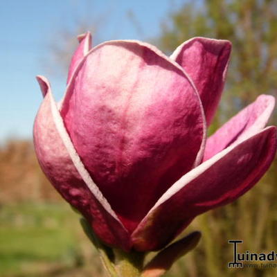 Beverboom - Magnolia soulangeana x lilliflora 'Genie'