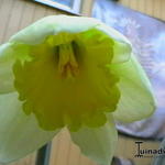 Narcissus 'Carlton' - Narcis