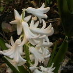 Hyacinthus orientalis 'Carnegie' - Hyacint