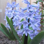 Hyacinthus orientalis 'Blue eyes' - Hyacint