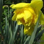 Narcissus 'Dick Wilden' - Dubbele narcis