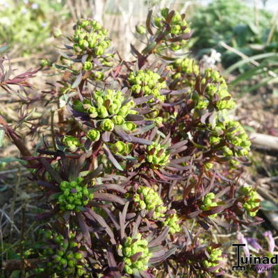 Wolfsmelk - Euphorbia cyparissias 'Fens Ruby'