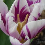Tulipa 'Flaming Flag' - Tulp