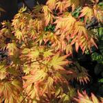 Acer palmatum 'Orange Dream' - Japanse esdoorn