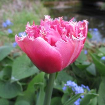 Tulipa 'Mascotte'