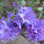 Rhododendron 'Azurika' - Rododendron