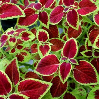 Plectranthus scutellarioides