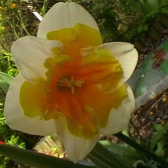 Narcissus 'Orangery'