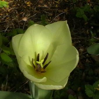 Tulipa ' 'Yokohama'