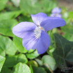 Viola riviniana - Bosviooltje