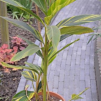 Alpinia zerumbet 'Variegata'