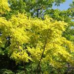 Robinia pseudoacacia 'Frisia' - Valse acacia
