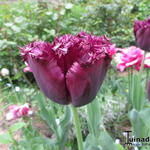Tulipa 'Labrador' - Tulp