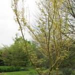 Acer rufinerve 'Erythrocladum' - Slangenhuidesdoorn