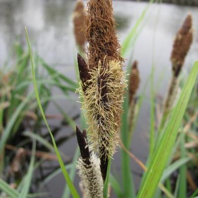Oeverzegge - Carex riparia